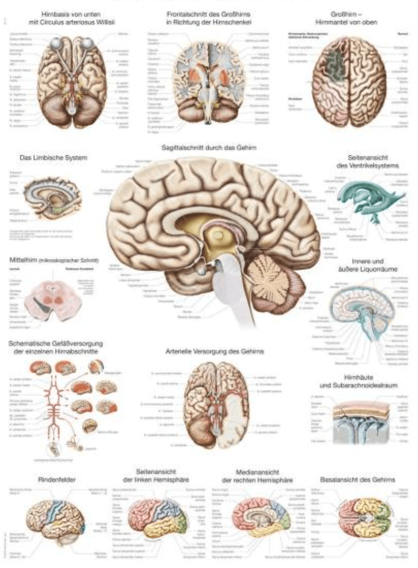 Lehrtafel "Das menschliche Gehirn" - Erler - Zimmer